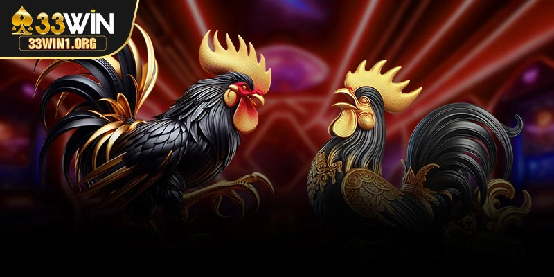 Người chơi quan sát chiến kê trước trận đấu để đưa ra nhận định